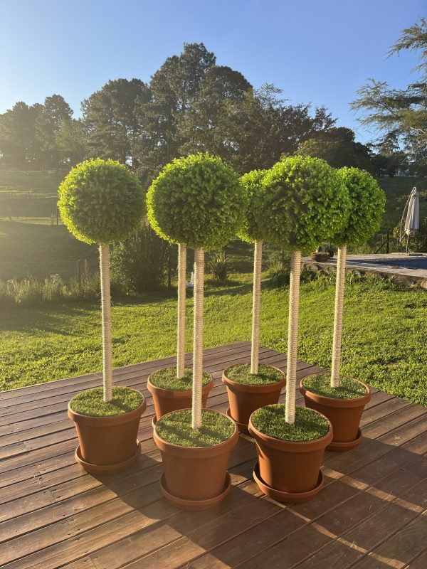 Lollipop Tree