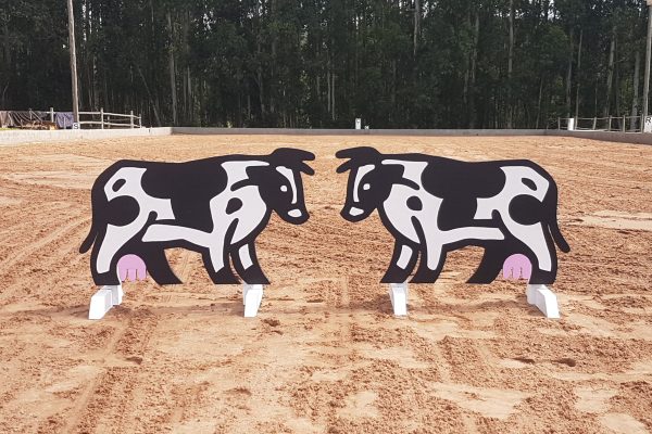 Cows